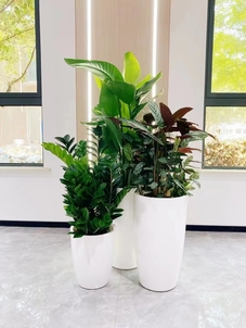 找绿植出租？宁波余姚这里有超棒的选择哦