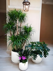 探秘宁波北仑植物租摆方案，打造独特绿色空间！><div class=