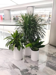 想知道宁波杭州湾哪家绿植租摆好？速来围观！