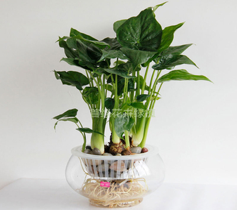 宁波镇海花卉租摆，服务一流，快来感受！