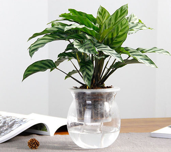 鄞州绿植租摆服务好